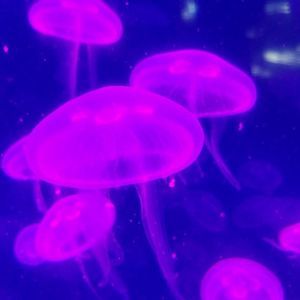 Meet your Posher, Johnny